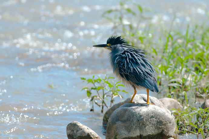 潮河渔郎绿鹭鸶