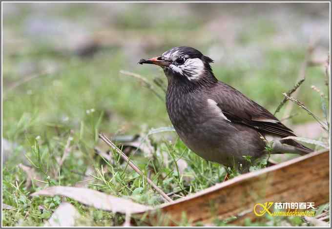 距离产生美【照片】 距离产生美【照片】