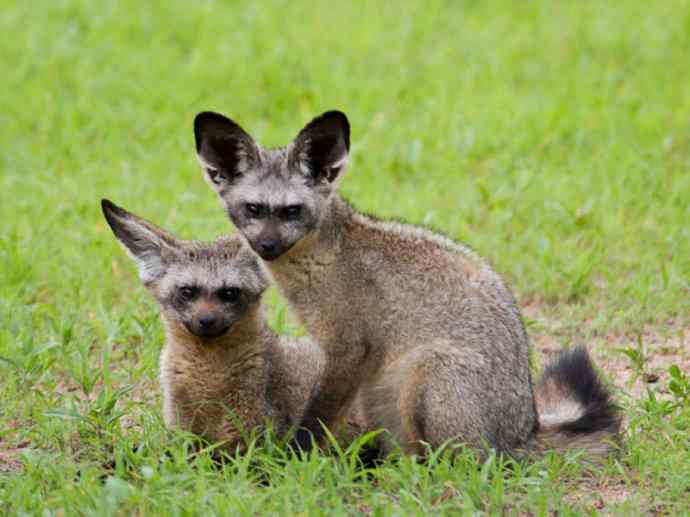 犬科：狐亚科之大耳狐