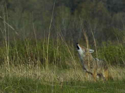 犬科:犬亚科犬属之郊狼、红狼 犬科:犬亚科犬属之郊狼、红狼