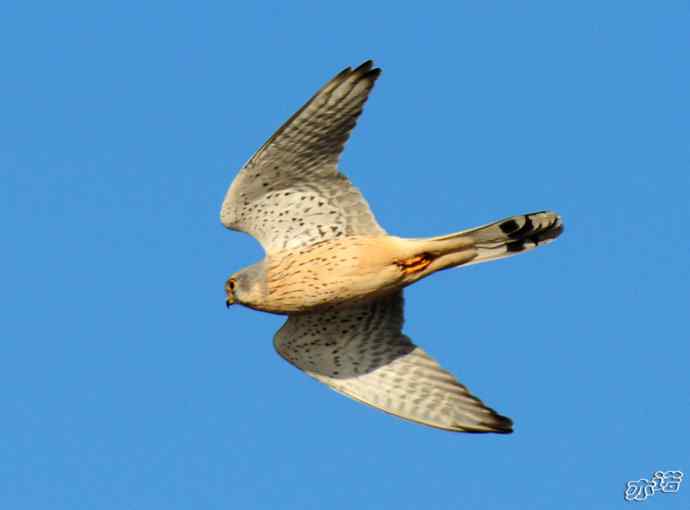 官厅水库&nbsp;wbr路&nbsp;wbr风中悬停的红隼