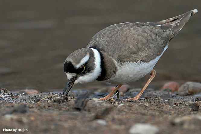 白河湾邂逅长嘴剑鸻