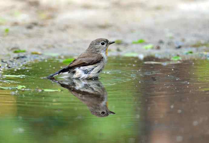 浴(红喉姬鹟) 浴(红喉姬鹟)