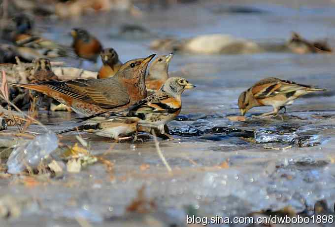 小鸟汲水图 wbrbobo打鸟歌