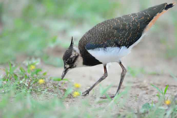 燕鸻与麦鸡（周末野鸭湖）