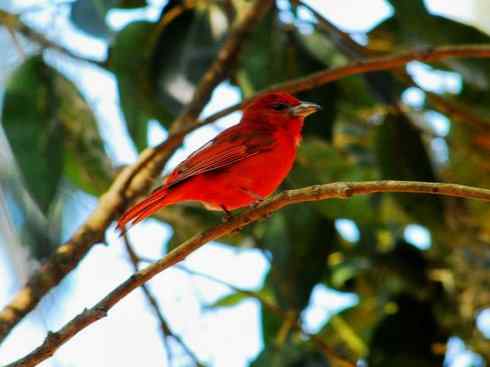 极品红色鸟类：猩红比蓝雀