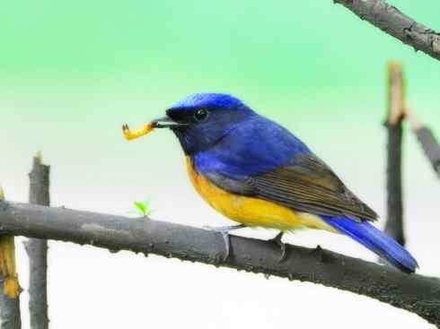 美丽无罪：雀鸟之仙鹟