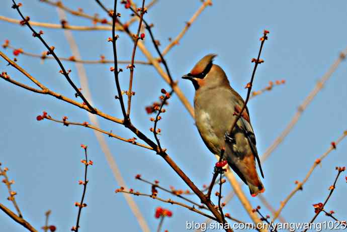 太平鸟（抓拍）1