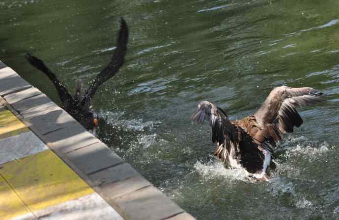 海鸥与打架的鸿雁