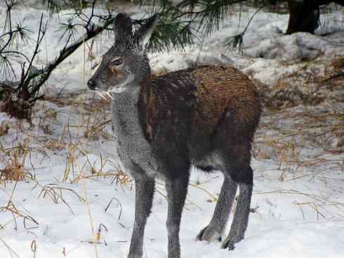 麒麟：传说的兽原型探秘（长颈鹿）