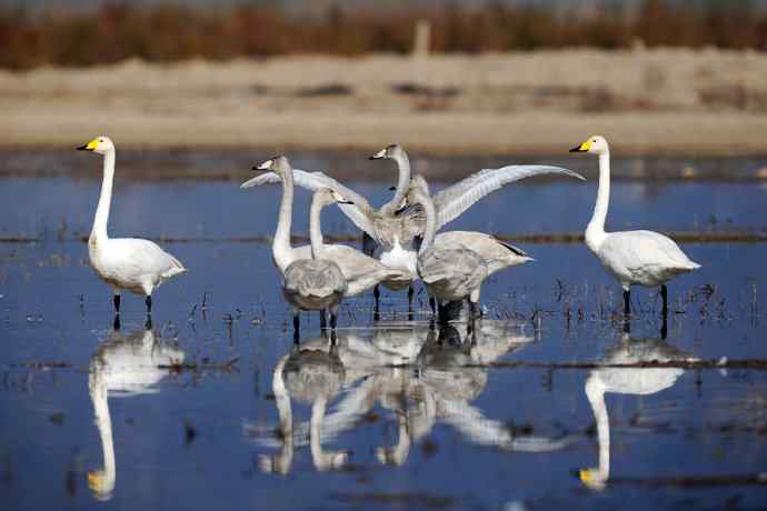 美丽的野鸭湖 美丽的野鸭湖
