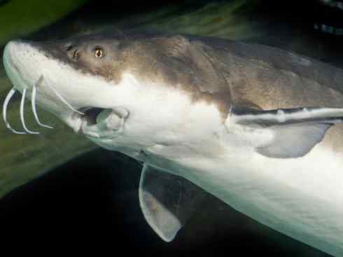 鱼类活化石:中华鲟 鱼类活化石:中华鲟