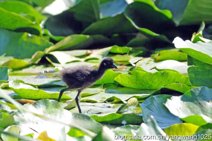 白胸苦恶鸟宝宝出窝了（3）