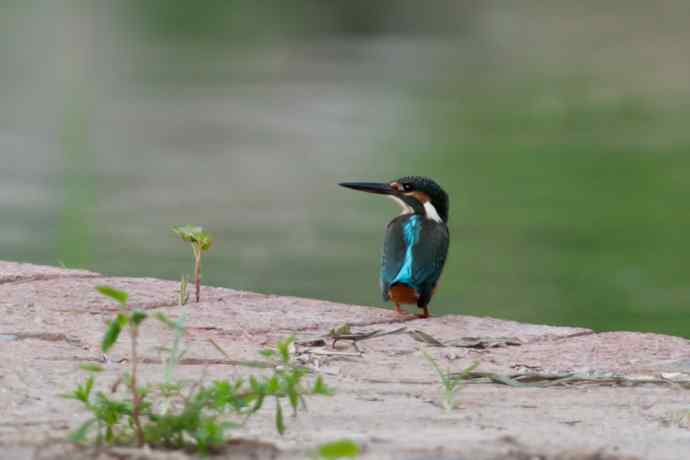 奇异翠少.衔棒苦练叼鱼功