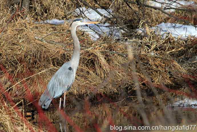 美国鸟类摄影——大蓝鹭