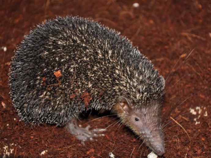 盘点十二大著名食蚁动物：土狼