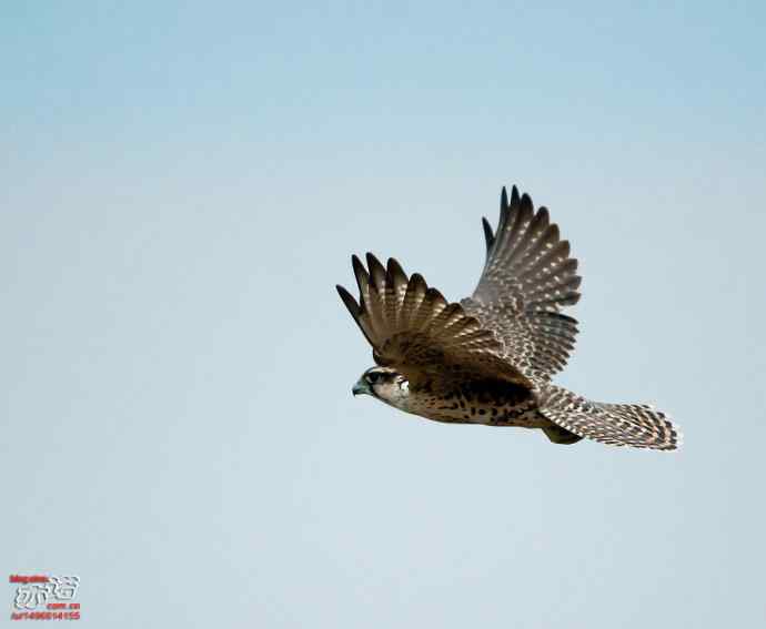 官厅水库&nbsp;wbr路&nbsp;wbr金秋十一猛