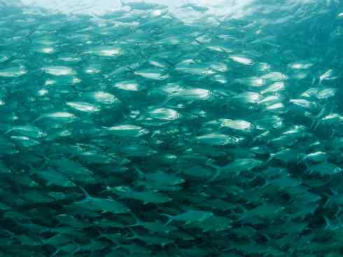 鱼类活化石：虱目鱼