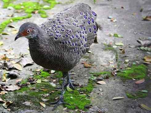 凤凰：传说中的鸟原型探秘（孔雀雉）