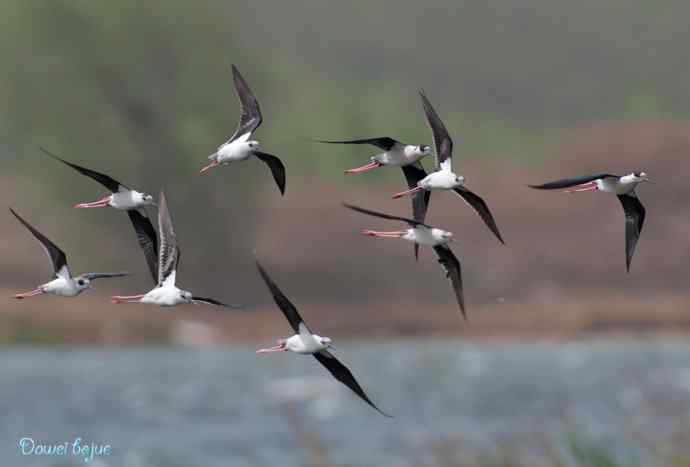 沙河生态版黑翅长脚鹬