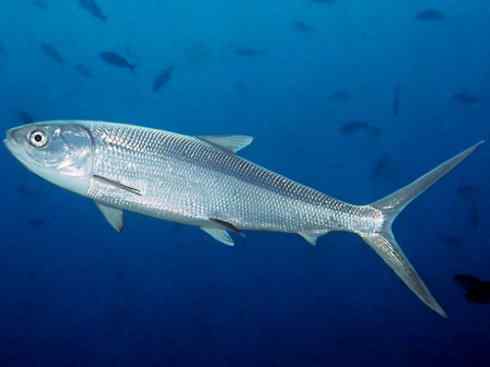 鱼类活化石：虱目鱼