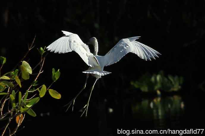 白色的小蓝鹭 wbr(3) 白色的小蓝鹭 wbr(3)