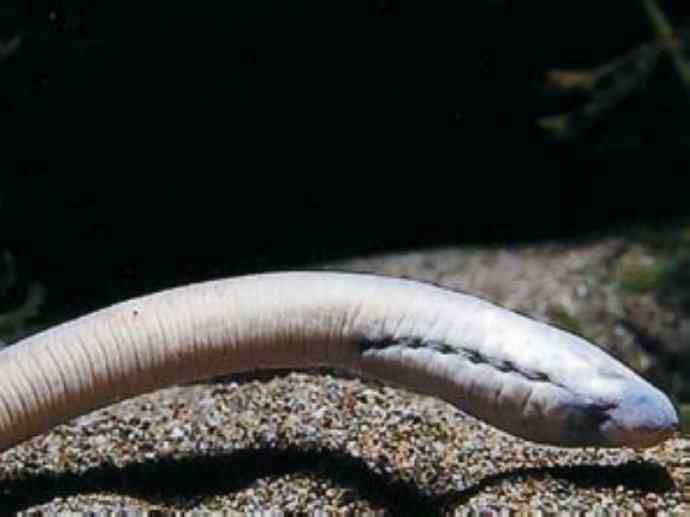 鱼类活化石：背眼七鳃鳗