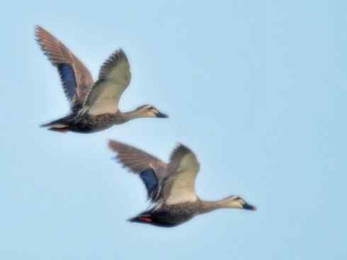 家禽驯化之源之二