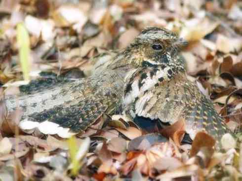 猎奇：奇特的鸟喙之十