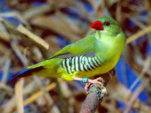 美丽无罪：雀鸟之欣赏