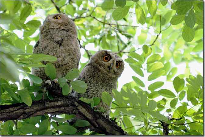 植物园de领角鸮