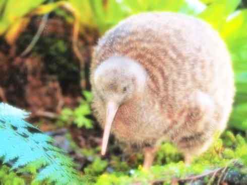 猎奇：十大奇异鸟类