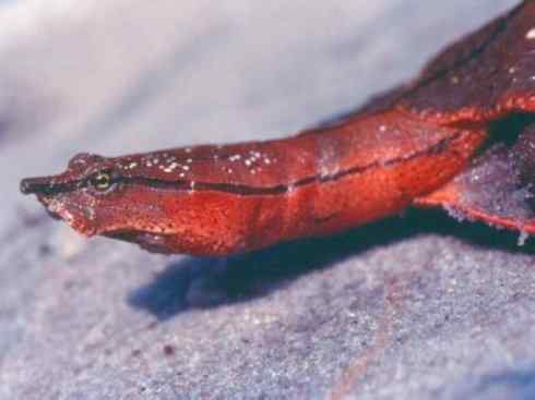 玄武：传说的兽原型探秘（鳖）