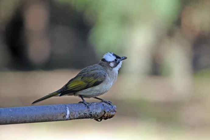 白头鹎（随拍）1