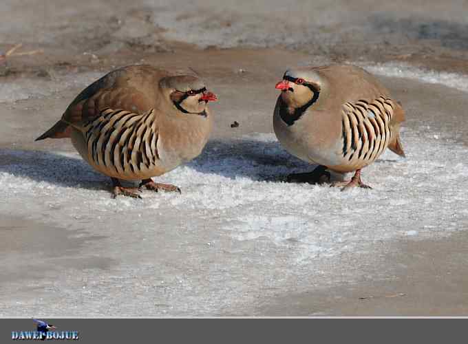 龙年鸡翔：初四拍石鸡