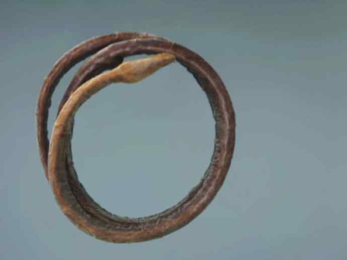 鱼类活化石：盲鳗