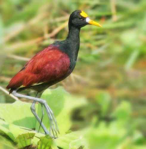 奇特的盔：非洲雉鸻