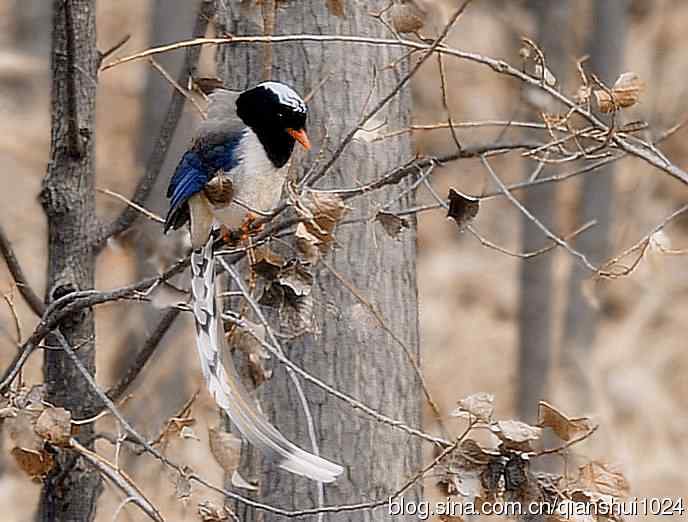 晒鸟儿红嘴蓝鹊和鹮嘴鹬