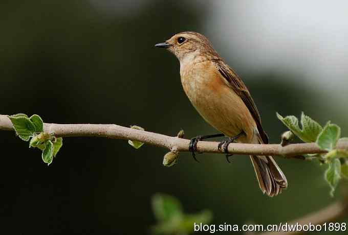 黑喉石鵖很厚道