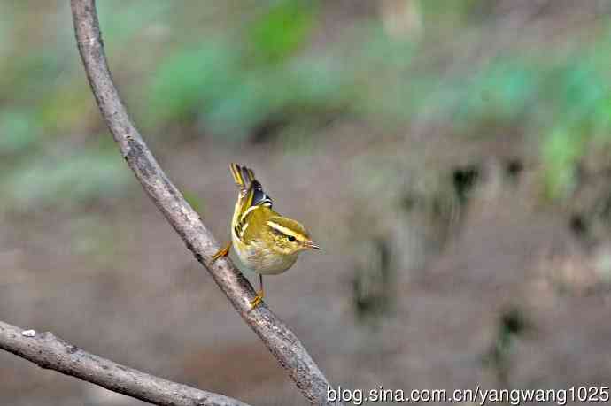 黄眉柳莺（26）
