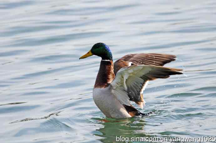 绿头鸭(2) 绿头鸭(2)