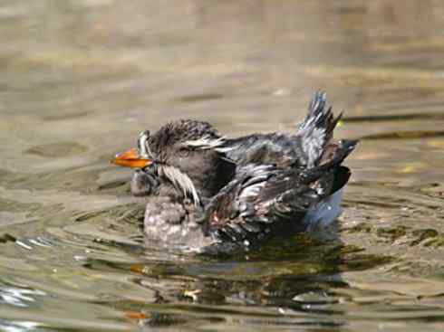 奇特的盔：角嘴海雀