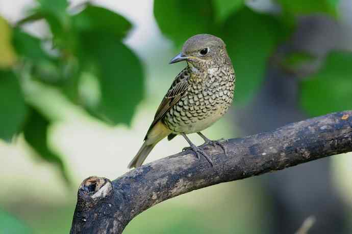 【新鸟】白喉矶鸫（雌）