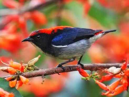 美丽无罪：雀鸟之太阳鸟