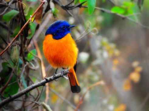 美丽无罪：雀鸟之红尾鸲