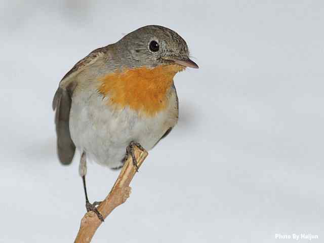 红胸姬鹟演绎冬天里的童话