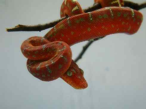 龙：传说的兽原型探秘（树蚺类）