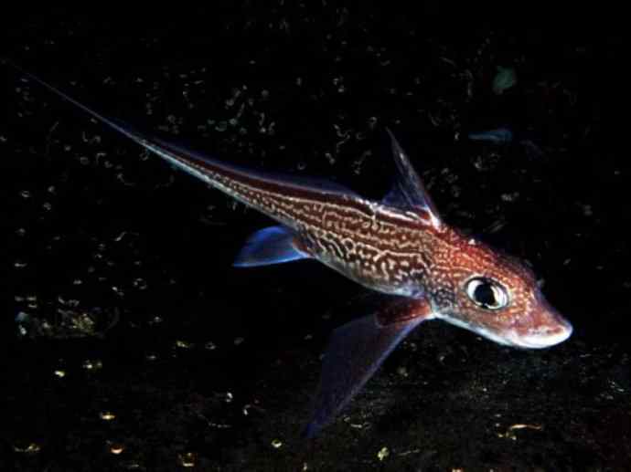 鱼类活化石：银鲛