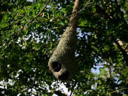 家禽驯化之源之二十四