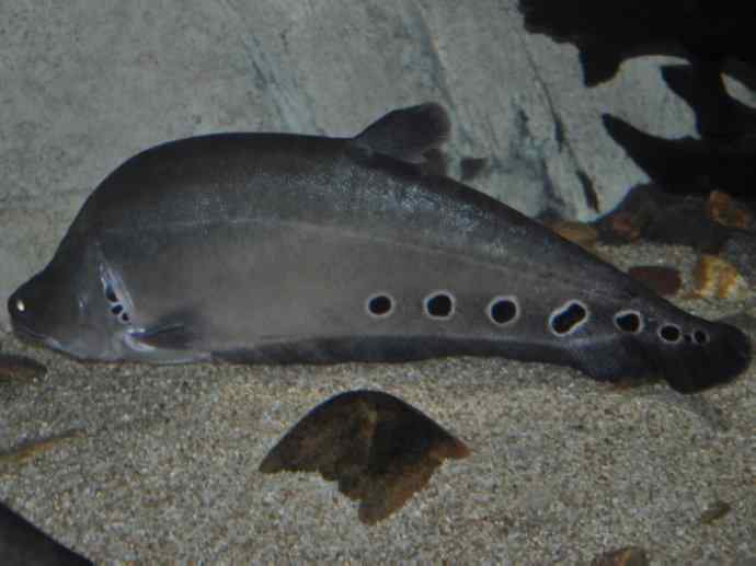 鱼类活化石：铠甲弓背鱼